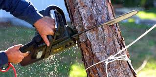 Best Tree Removal  in Hurst, TX