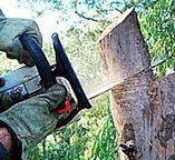Best Tree Maintenance Programs  in Hurst, TX