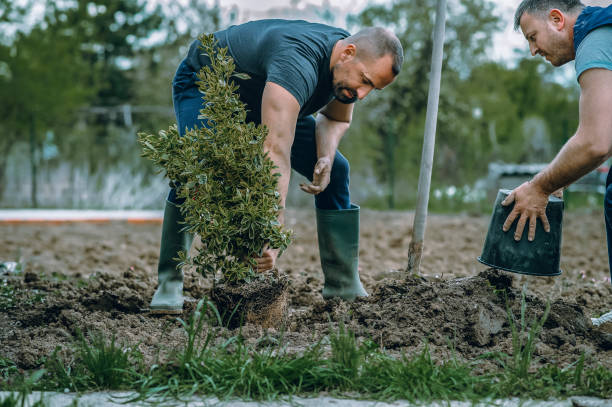 Best Tree Health Inspection  in Hurst, TX