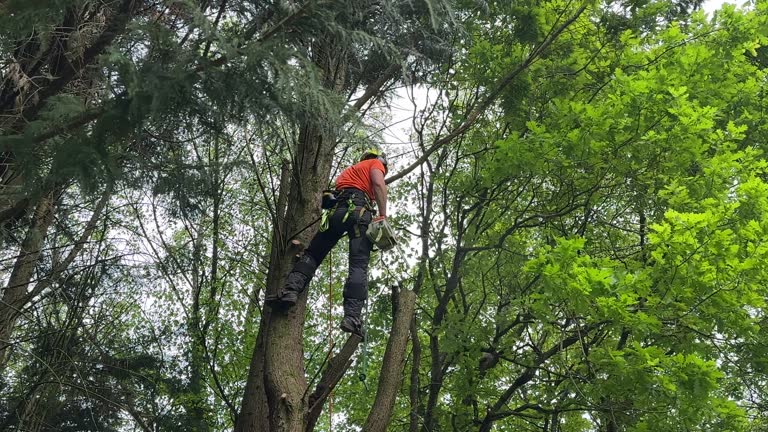 How Our Tree Care Process Works  in  Hurst, TX
